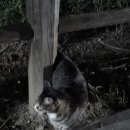 뱃살야옹 이미지