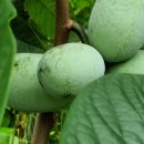 큰승주약국 이미지