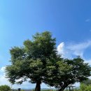 높은댕이 - 부여군 삼충로 325-34 | 높은댕이