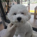 플러스애견미용실 이미지