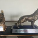 메이저 애견훈련학교 이미지