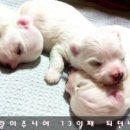 오원석 황금동물병원 이미지