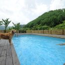 평창듀오애견수영장계곡펜션 이미지