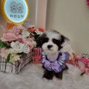 하리스펫 이미지