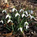 스노우드롭 이미지