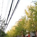 가로수길 이미지