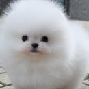 꿈꾸는강아지 이미지