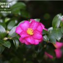 신흥2리(동백마을)농촌체험휴양마을 이미지