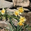 매화꽃필무렵 민박 | 순천 선암사 선암매 수양벚꽃 처진올벚나무 꽃구경 feat.10만원 연등 신청