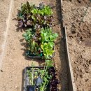 넝쿨농장 이미지