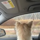 내포조은동물병원 | [동물병원] 홍성 내포조은동물병원 솔직 후기🐶🐱