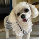 강남애견백화점 이미지