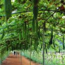 내촌마을 이미지