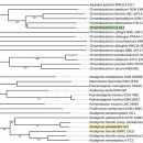 ESKAPE 병원체 친척에 대한 항균 활성을 갖는 A/Chromobacterium 균주의 분리 및 전체 게놈 서열 이미지