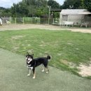 장보는 강아지와 고양이 이미지