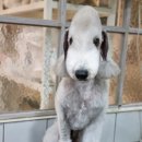 달이네 애견미용실 이미지