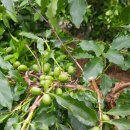 유광호농장 이미지