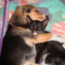 멍멍아 야옹해봐 이미지