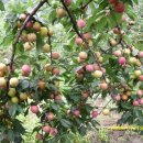 자두나무농장 이미지