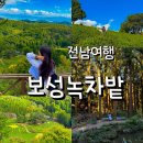 다원 | 보성녹차밭 대한다원 후기, 전남 가볼만한곳 꼭 가야하는 이유