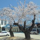 고목초등학교 이미지