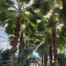 과일나라테마공원1 | 충북 영동 레인보우 식물원 후기, 여유롭게 산책하기 좋은 실내 공간