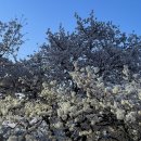 발안천 | 향남벚꽃, 발안천벚꽃축제 후기 개화현황 주차장까지