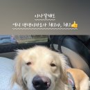 타요타요 펫택시 이미지