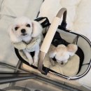 마이쏭 펫샵 이미지