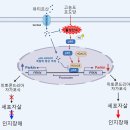 [서울대 소식] 연구 ＞ 연구성과 | 수의과대학 한호재 교수팀 장내미생물로 당뇨병성 인지 장애 치료한다 2024.04.02. | 202 이미지