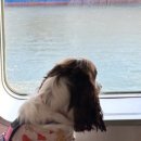 (주)펫에어라인 이미지