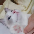 스이렌