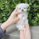 (주)요미스토리(요미독 강아지분양 요미캣 고양이분양 목동점) | 하남강아지분양 합리적인 선택 요미독에서 직접 경험한 솔직 후기