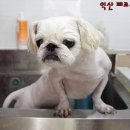 뽀뽀애견샵 네이버블로그