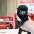 도그스퀘어 이미지