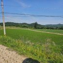 dmz피스트레인 페스티벌 후기
