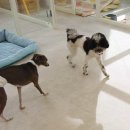 쿨 퍼피 | 구리 애견 호텔 쿨퍼피 소심 강쥐 호텔링 후기