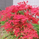 한창꽃조경