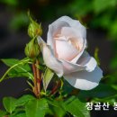 성경 용어, 샬롬(Shalom) 이미지