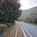 성주산자연휴양림 | 보령 성주산 자연휴양림 산책 후기(2야영장 - 1야영장 - 관리사무소 - 편백나무숲)