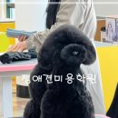 튼튼애견미용