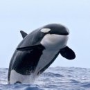 고래천국 이미지