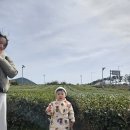 제주도도 오설록 아이스크림 먹고 사진만 찍고온 후기