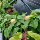 버드네농장2 이미지