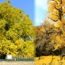 은행나무 이미지