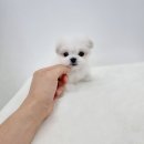 미니공주