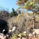 봄이오네 이미지