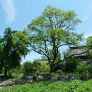 회화나무 도서관 이미지