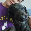 이정메디칼 | 내돈내산, 14살 노견 묘견서 오메가3 영양제 추천, 급여 방법, 보관방법, 묘견서 오메가 3 미니 차이