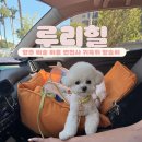 루리힐 이미지